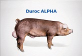 DurocAlpha